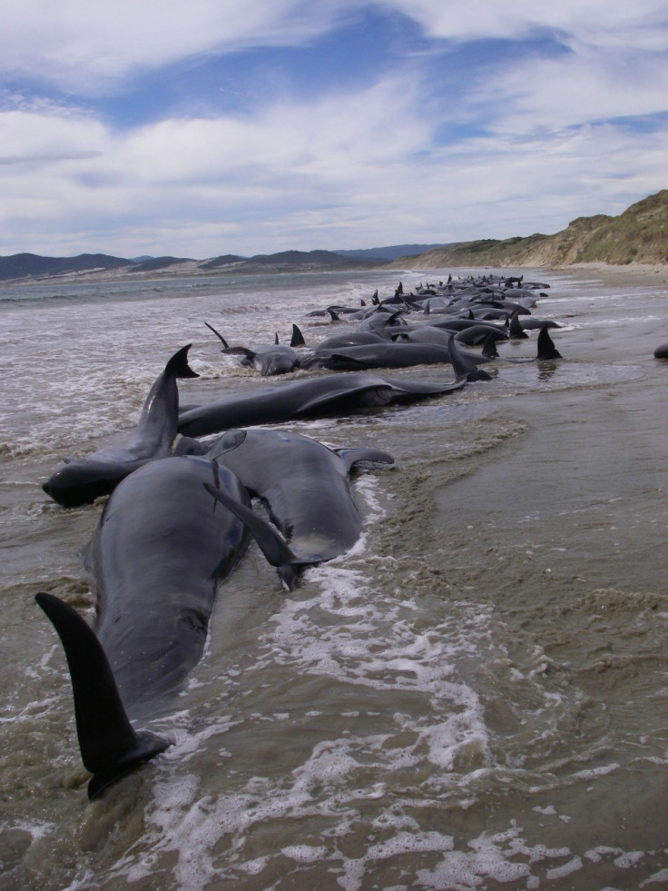 Handout photo of a pod of 107 pilot whales stranded on Mason Bay on Stewart Island (3)