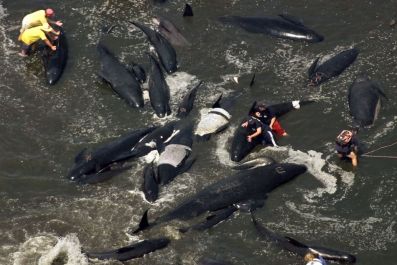 RESCUERS ATTEMPT TO COOL BEACHED WHALES AND COAX THEM BACK TO SEA OFF CAPE COD.