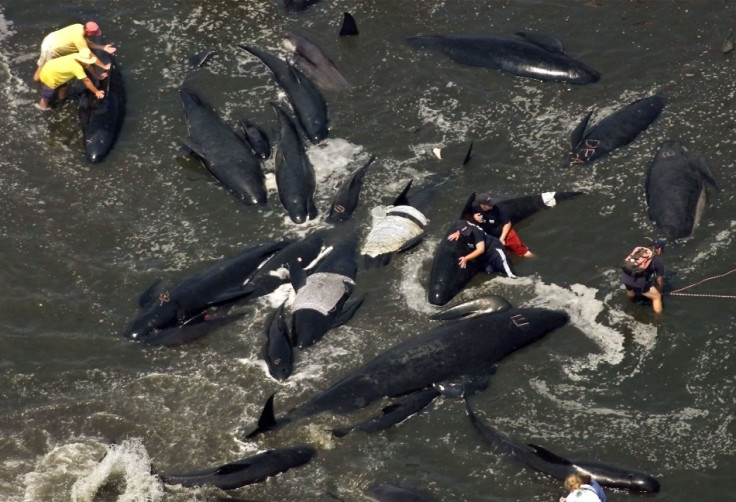 RESCUERS ATTEMPT TO COOL BEACHED WHALES AND COAX THEM BACK TO SEA OFF CAPE COD.