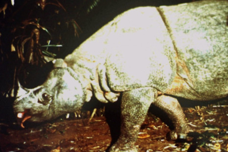 UNDATED FILE PHOTO - MALE JAVAN RHINOCEROS