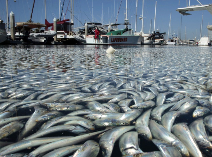Dead fish in the harbor area of Redondo Beach