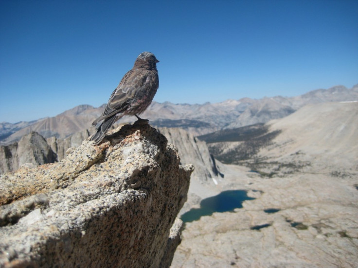 John Muir Trail