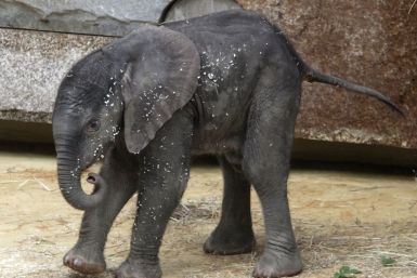 A yet unnamed African elephant calf walks in its enclosure in Schoenbrunn zoo in Vienna