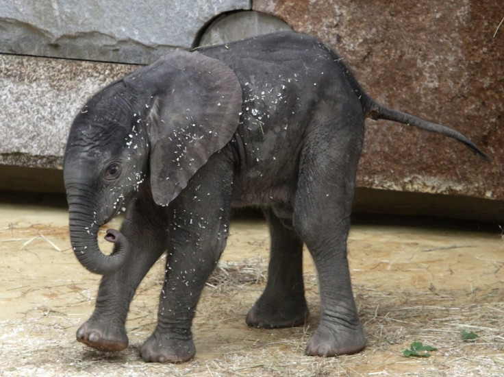 A yet unnamed African elephant calf walks in its enclosure in Schoenbrunn zoo in Vienna