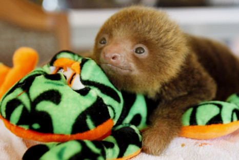 A baby sloth rests over a stuffed plush sloth