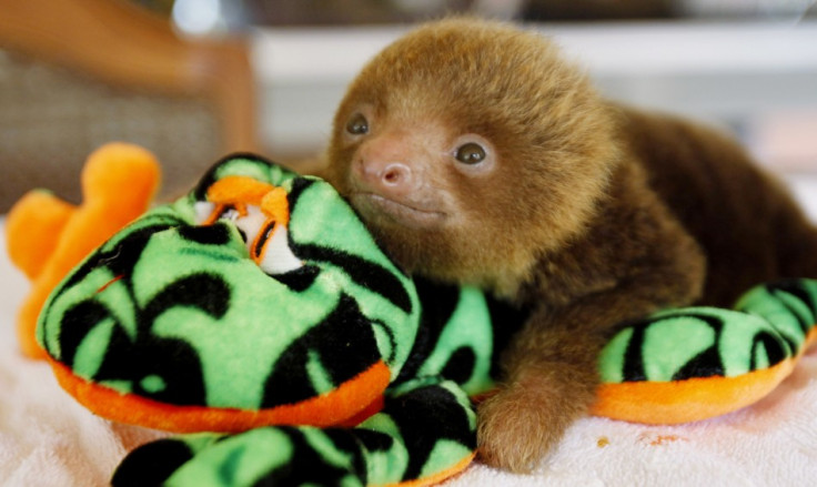 A baby sloth rests over a stuffed plush sloth