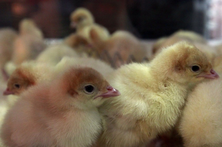 Turkey hen chicks stand in enclosure at Internationale Gruene Woche fair in Berlin
