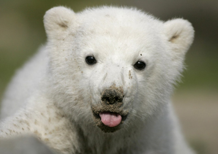Knut the polar bear