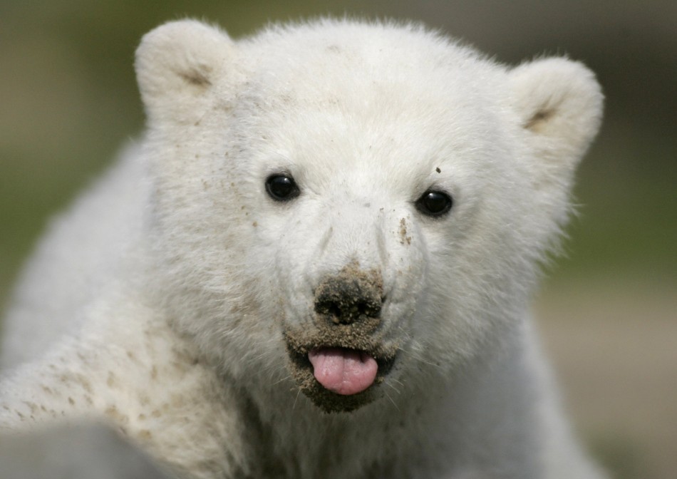 Knut the polar bear: mysterious death finally explained by scientists