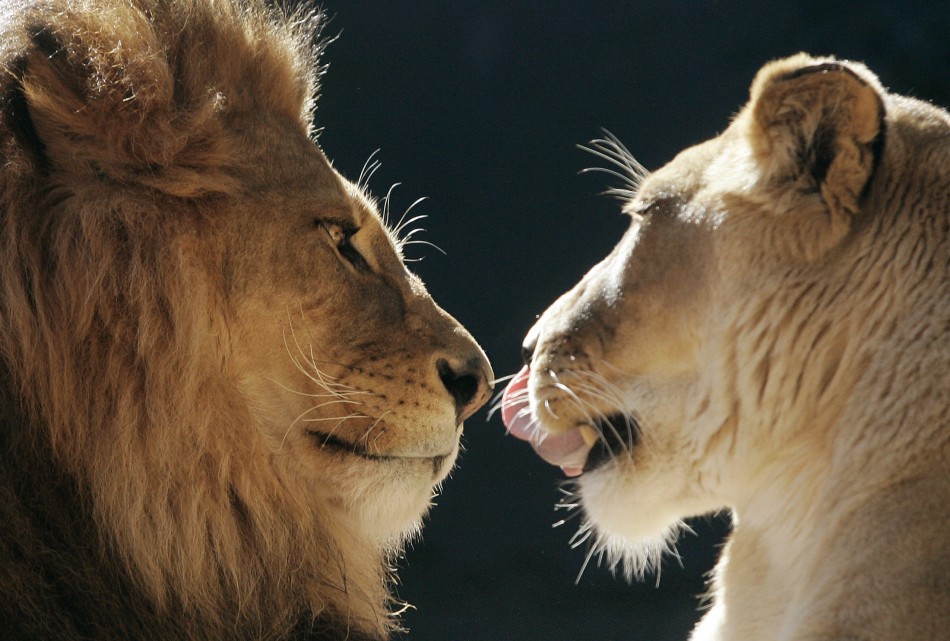 Two lions wait for food during a media call at Taronga zoo in Sydney on August 14, 2008.