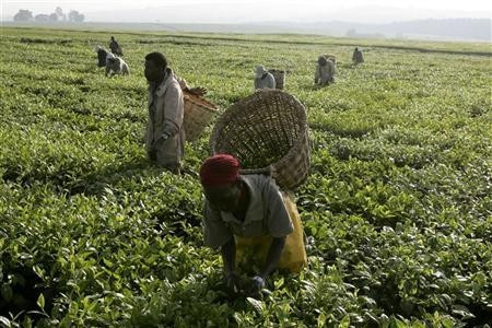 Tea plantation