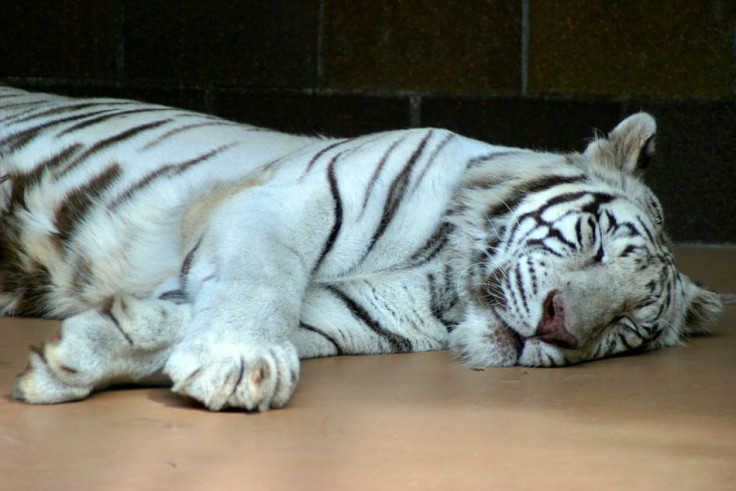 White bengal tiger