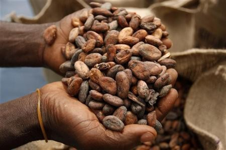Dried cocoa beans are packed in hessian sacks on a cocoa farm near Amankwakram in Western Ghana