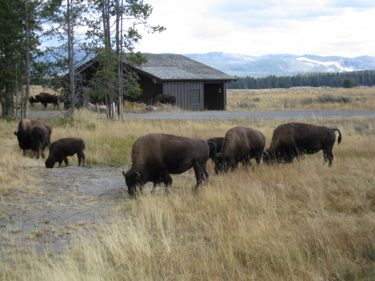 Yellowstone Bison