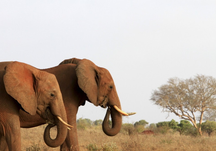 African Elephant