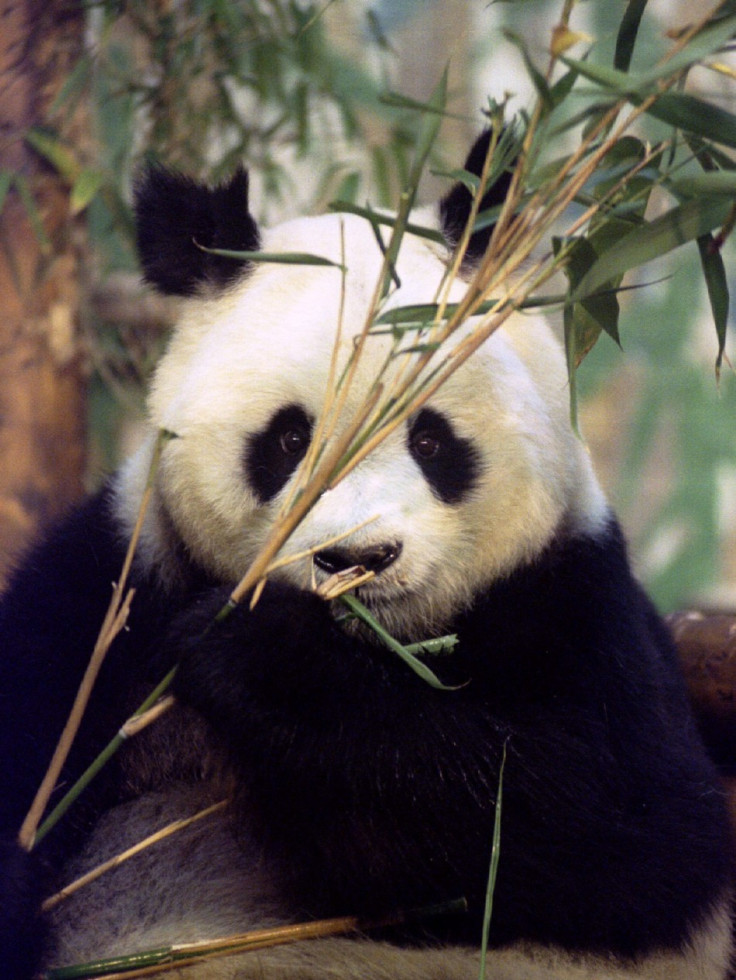 Ming Ming chews bamboo shoots at the zoo in London, in this file photo taken October 20, 1994