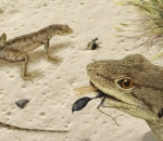 Magnuviator ovimonsensis