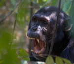 Chimpanzee
