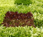 Lettuce shortage