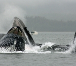 Humpback whales