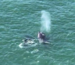 Humpback whale screenshot