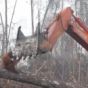 orangutan confronts digger orangutan confronts digger